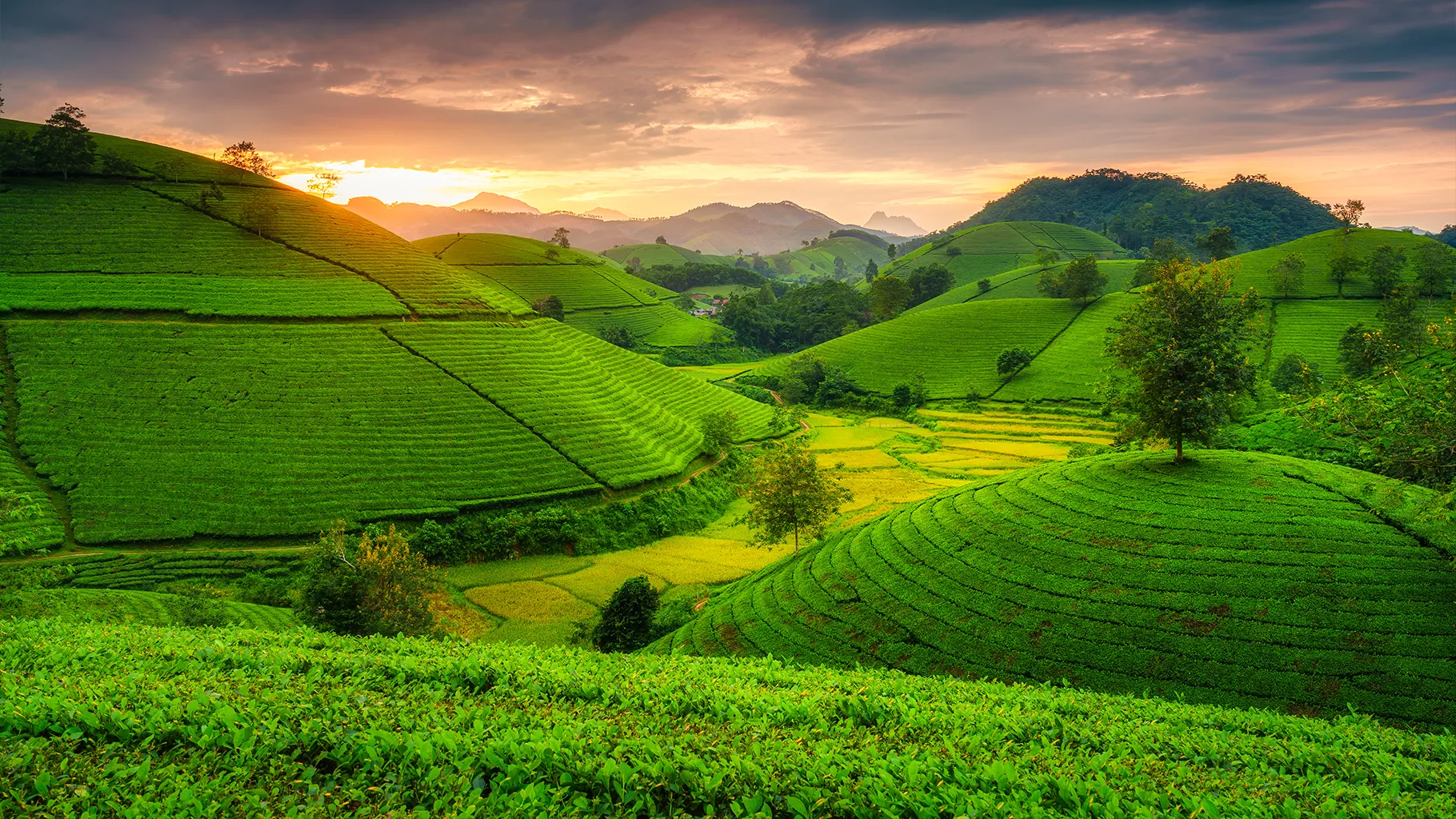 Champs de thés au coucher de soleil